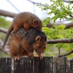 Are Possums Dangerous?