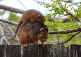 Are Possums Dangerous?
