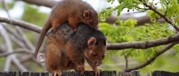 Are Possums Dangerous?
